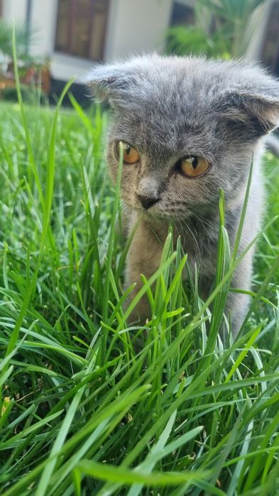 Qizlar külotlarini yechib, korsatishadi