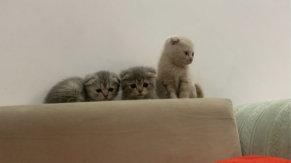 Прадаются кошки вислоухие