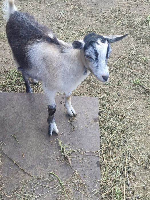 Vând ieduți 3 luni