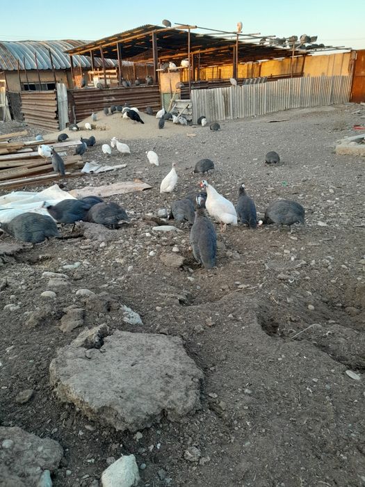 Цесарка жұмыртқасы сатылады