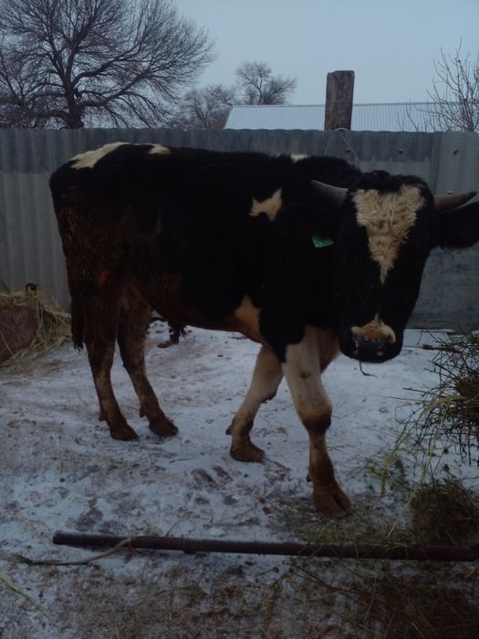 Продам бычков породистых