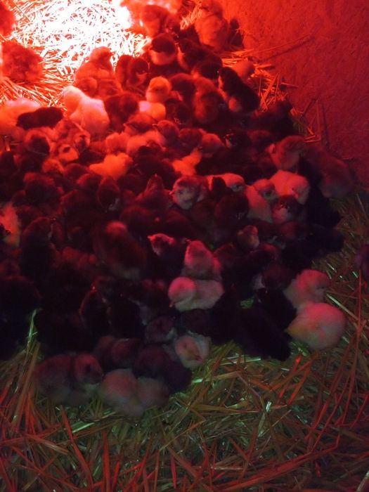 Pui  rasa Australorp