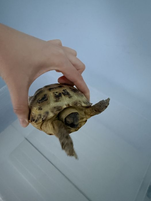 Продам черепаху