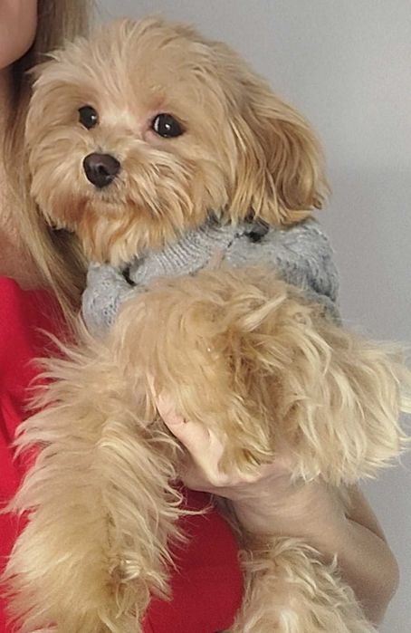 Maltipoo tea cup mini