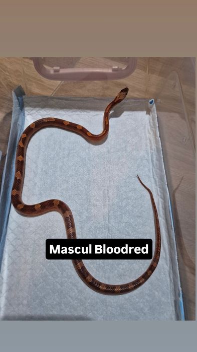 Serpi Corn Snake