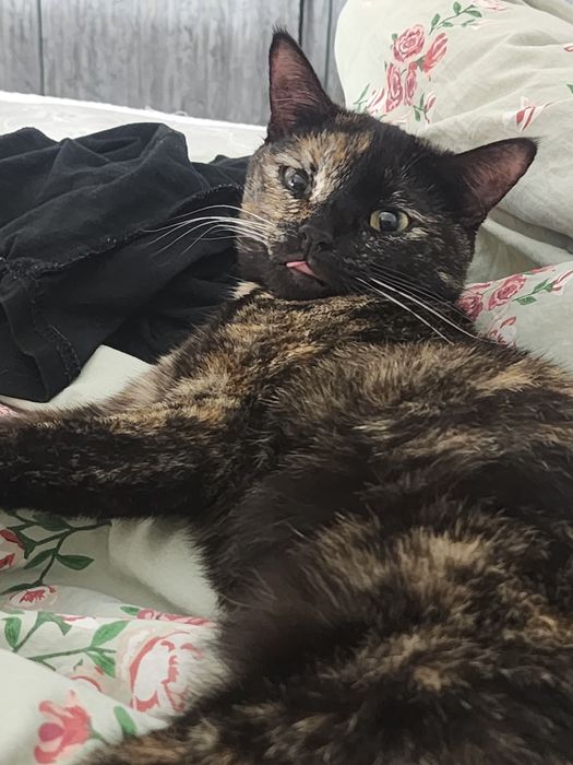 Кошка(умная,приучена)