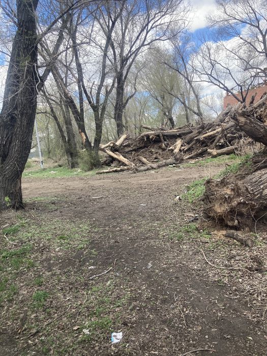 Дрова древесные уголь