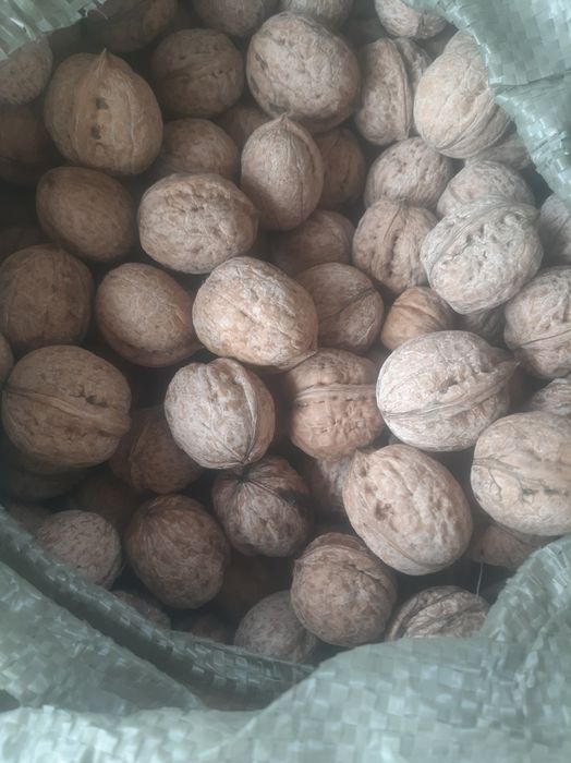 Жаңғақ,  орех - урожай 2025