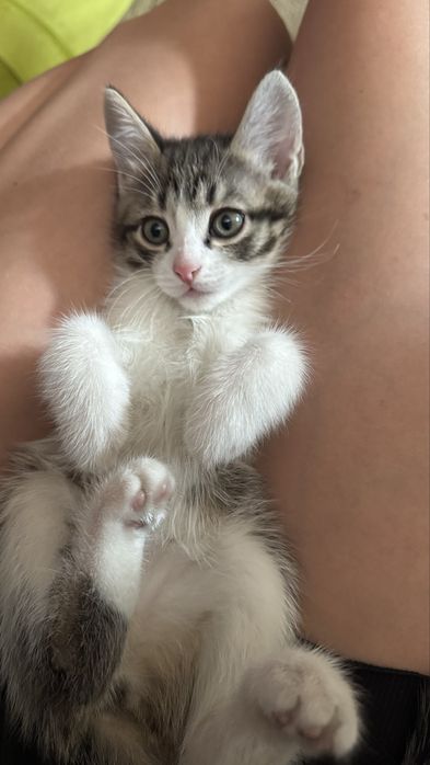 Отдам котят бесплатно