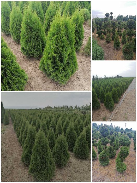 Tuia leylandi, columnaris, mesteacăn, tei, platan