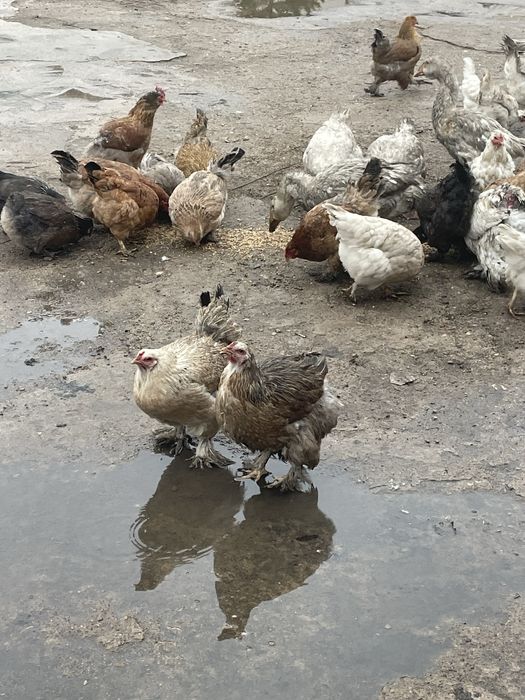 Продаються куры породы Брама и два петуха