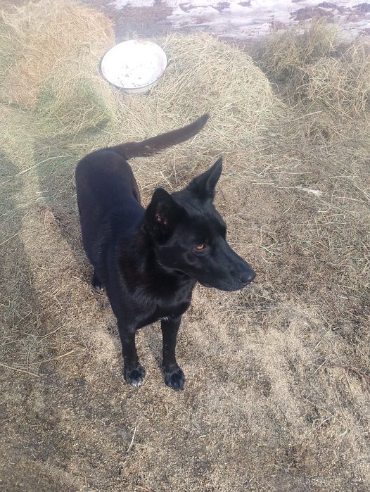 Продам овчарку европеец