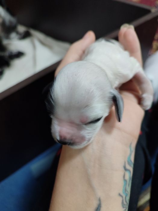 Продам щенят спаниеля родились 14 декабря