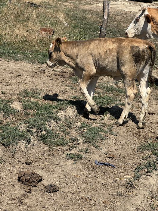 De vanzare o vaca, o juninca si 2 vitele