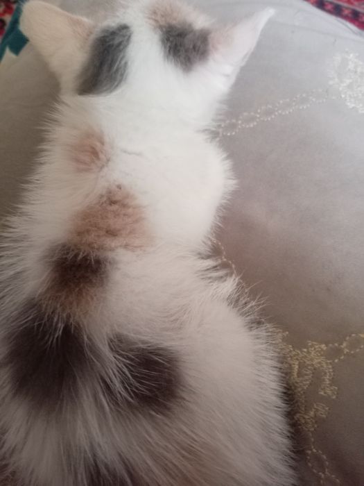 Продам очень красивого котёнка