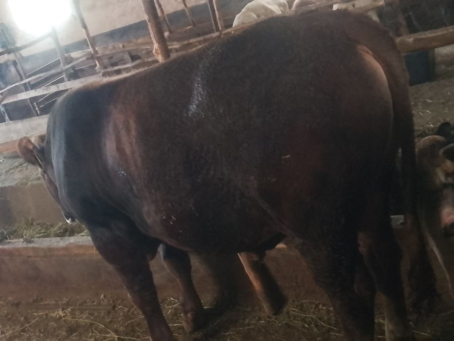 Vând 2 taurii cu greutatea de 550 kg dau și la schimb pe vacii de ținut