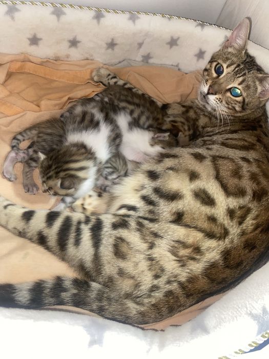 Продаются бенгальские кошки