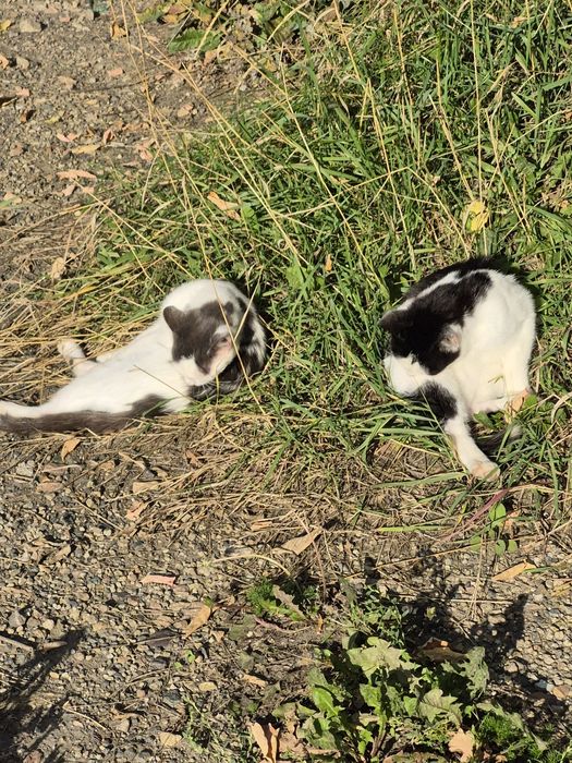 Котятта живут на лестнице