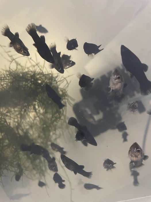 Vand pui pestii xifo/moli