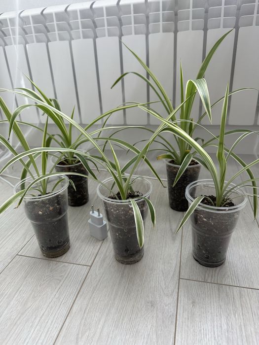 Хлорофитум Variegatum