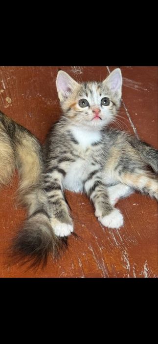 Котята, отдам в хорошие руки бесплатно