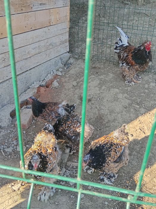 Ouă Brahma porțelan si bobat