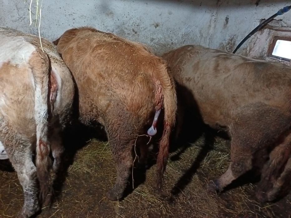 Vând patru vaci   cu viței