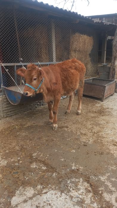 Парода симентал ұрғашы тана сатылады