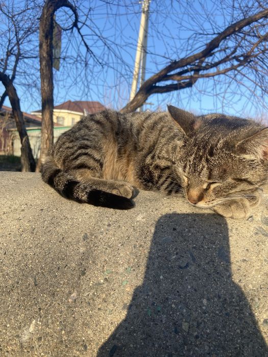 кошка . ласковая