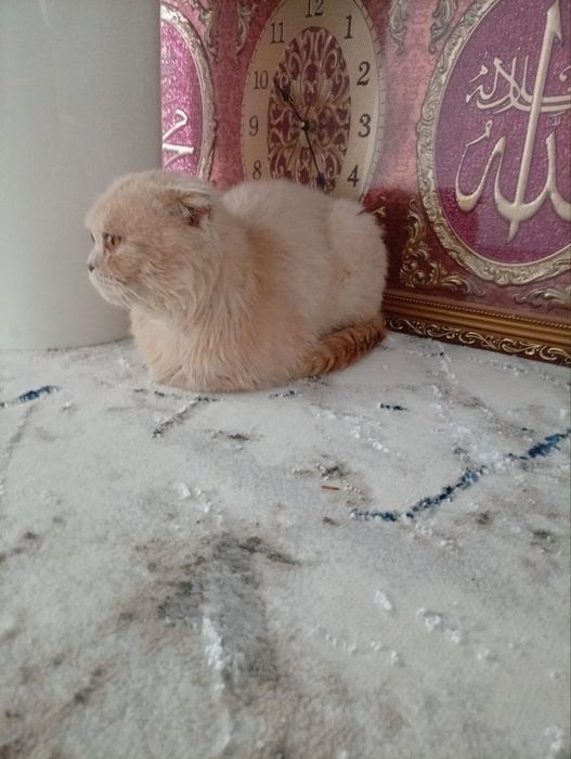 Skoch fold  srochna sotiladi