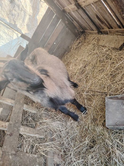 Dau la schimb tap. Pe. Lat tap. Sau al vând