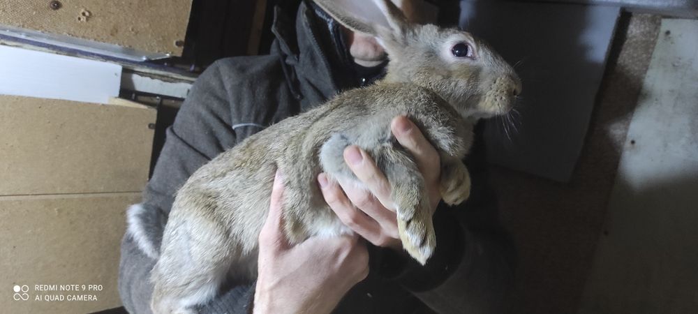 Крольчата-мясная порода