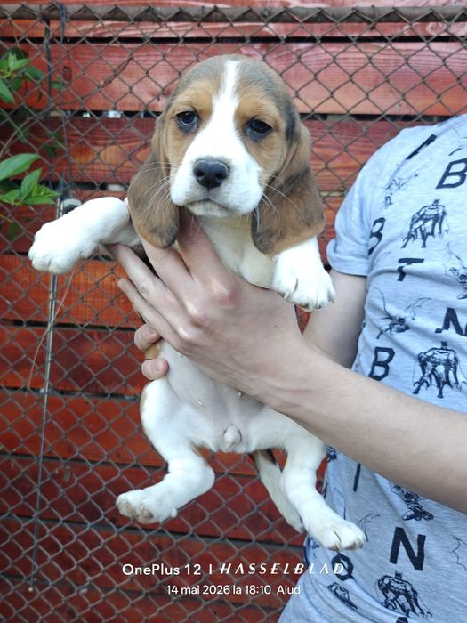 Cățeluși Beagle născuți în 19 martie