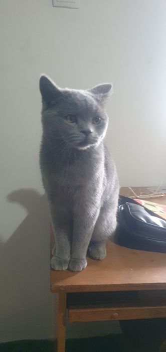 Siyamiski zottor mushik