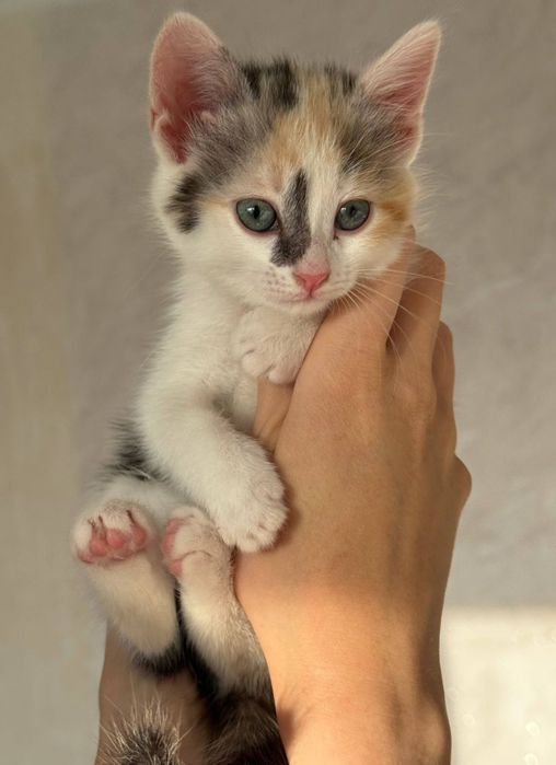 Отдам котёнка девочку в добрые руки