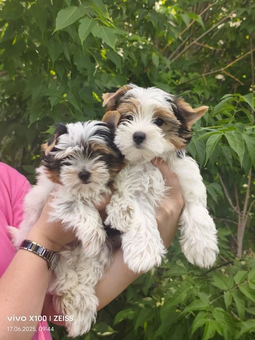 Очаровательные щенки бивера