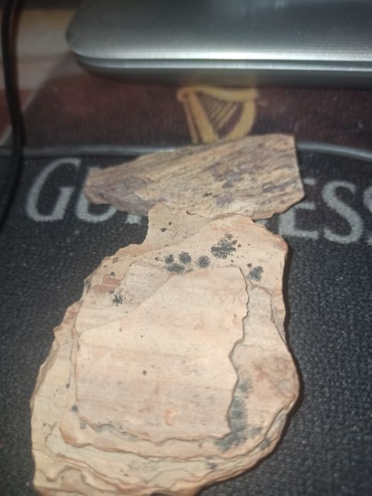 Уникальные фрагменты окаменевшего дерева эпохи динозавров.