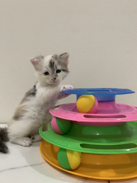 малышки мейнкун (девочки ) с родословными