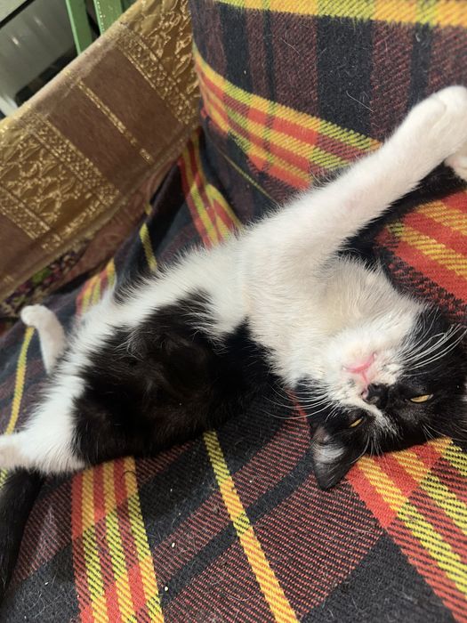 Котенок в добрые руки