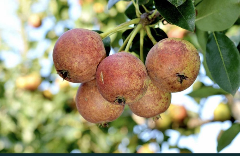 Par busuioace cu miez  rosu