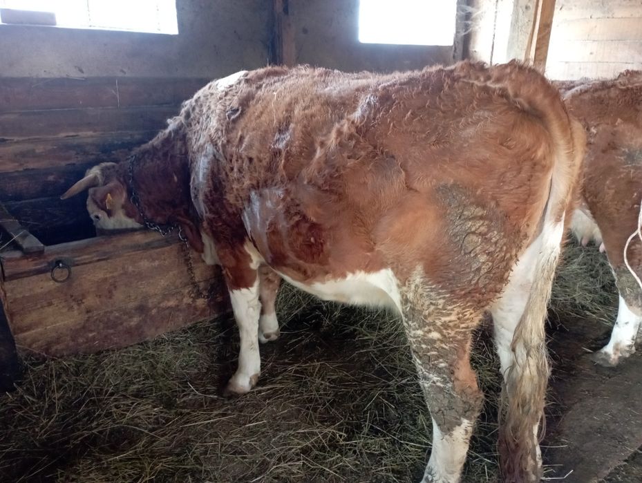 Vacă bălțată românească de vinzare