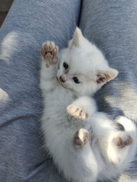 2месячные котята