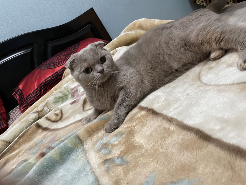 srochno : Britanskie koshki очень дружелюбный  имя *Анта* Пол: женский