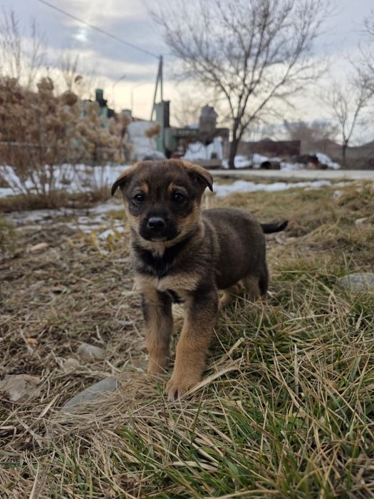 Ищем малышке дом