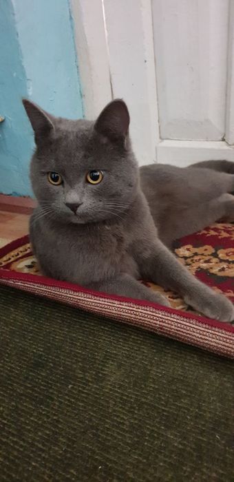 zotdor mushuk skottish stright sotiladi