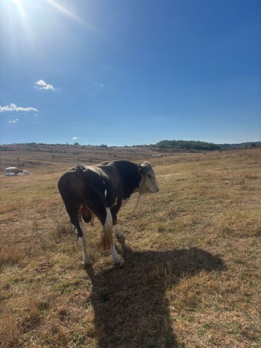 Taur de vânzare – bun de montă sau sacrificat