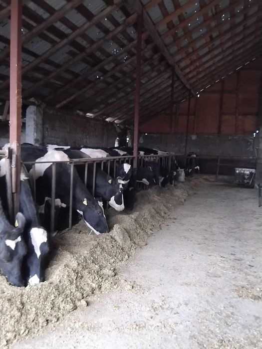 Vițele holstain  din vaci   bune de lapte