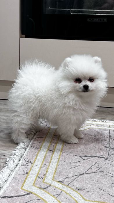 Щенок шпиц девочка