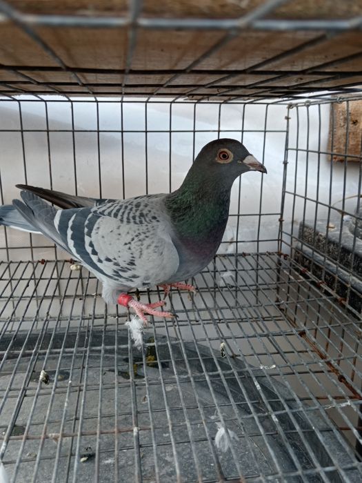 Vând porumbei voiajor 2 femele și un mascul