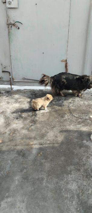 Отдам в добрые руки